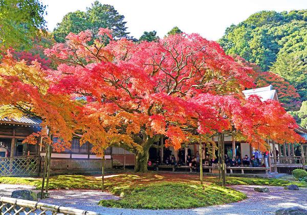 雷山千如寺の大楓と海の紅葉シチメンソウと秋咲きひまわり園とホテルグランデはがくれ佐賀牛ランチ2
